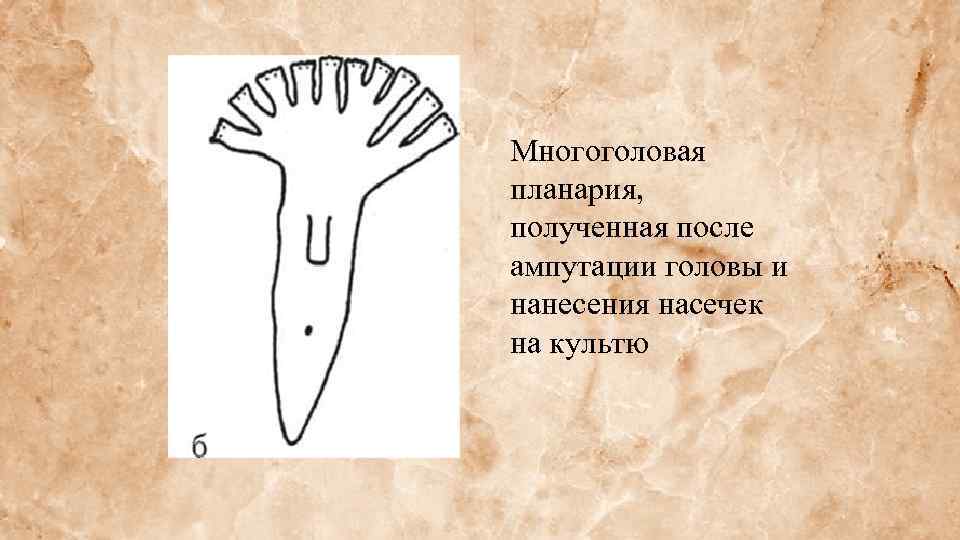 Многоголовая планария, полученная после ампутации головы и нанесения насечек на культю 