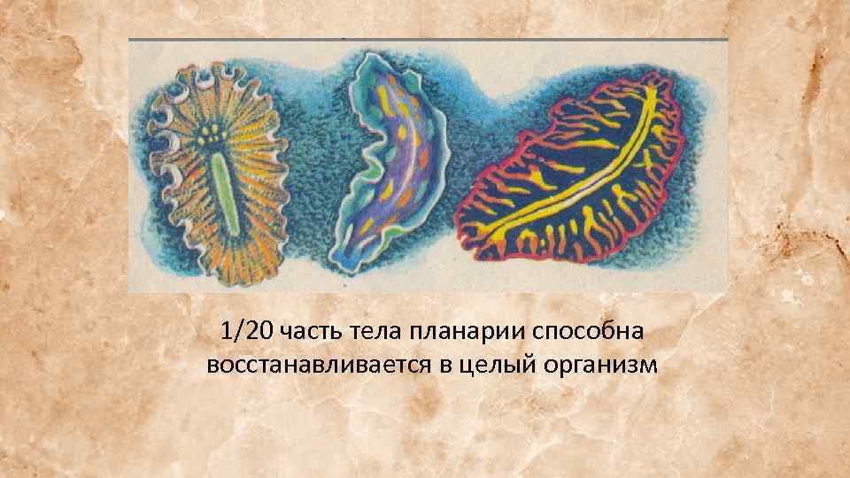 1/20 часть тела планарии способна восстанавливается в целый организм 