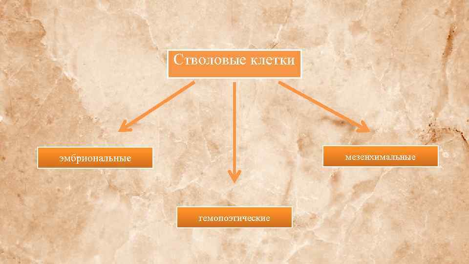 Стволовые клетки мезенхимальные эмбриональные гемопоэтические 