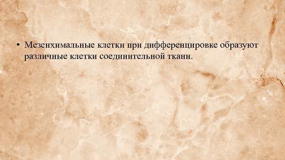  • Мезенхимальные клетки при дифференцировке образуют различные клетки соединительной ткани. 