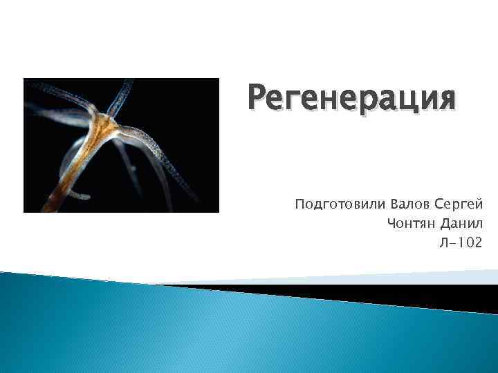 Регенерация Подготовили Валов Сергей Чонтян Данил Л-102 