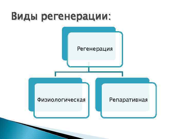 Виды регенерации: Регенерация Физиологическая Репаративная 