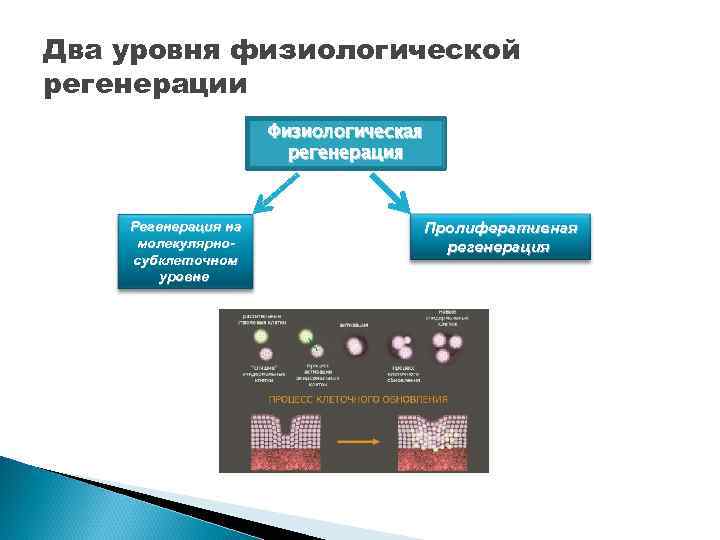 Два уровня физиологической регенерации Физиологическая регенерация Регенерация на молекулярносубклеточном уровне Пролиферативная регенерация 