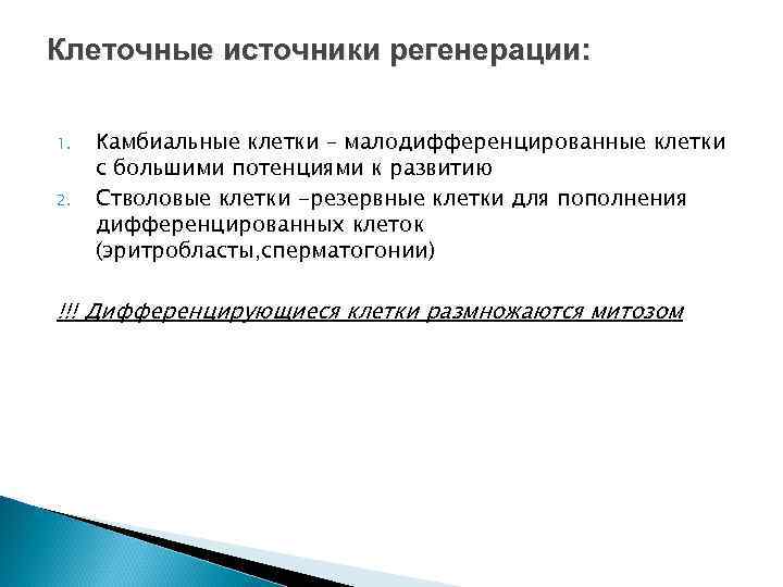 Клеточные источники регенерации: 1. 2. Камбиальные клетки – малодифференцированные клетки с большими потенциями к