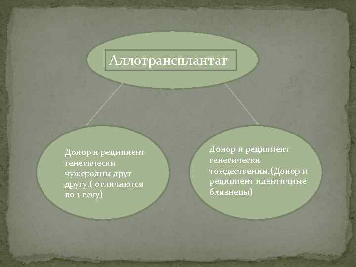 Аллотрансплантат Донор и реципиент генетически чужеродны другу. ( отличаются по 1 гену) Донор и