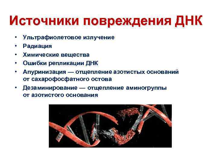 Источники повреждения ДНК • • • Ультрафиолетовое излучение Радиация Химические вещества Ошибки репликации ДНК