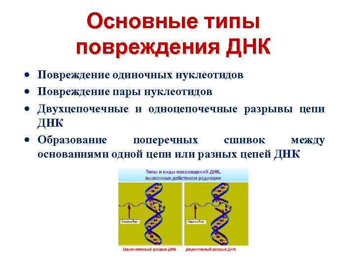 Основные типы повреждения ДНК Повреждение одиночных нуклеотидов Повреждение пары нуклеотидов Двухцепочечные и одноцепочечные разрывы