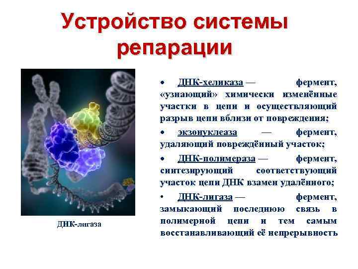 Устройство системы репарации ДНК-лигаза ДНК-хеликаза — фермент, «узнающий» химически изменённые участки в цепи и