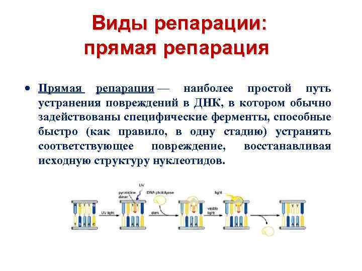  Виды репарации: прямая репарация Прямая репарация — наиболее простой путь устранения повреждений в