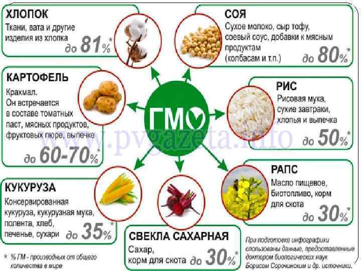  Ең кең таралған гендік модификацияланған дақылдарға — соя жүгері, бидай, қызылша, мақта, рапс,