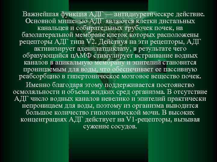  Важнейшая функция АДГ — антидиуретическре действие. Основной мишенью АДГ являются клетки дистальных канальцев