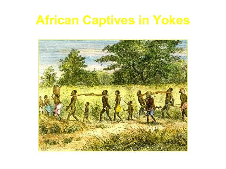 African Captives in Yokes 