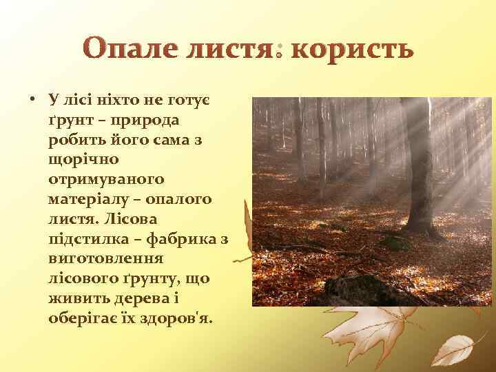 Опале листя: користь • У лісі ніхто не готує ґрунт – природа робить його