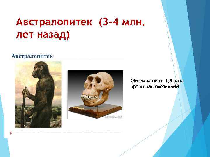 Австралопитек (3 -4 млн. лет назад) Объем мозга в 1, 5 раза превышал обезьяний