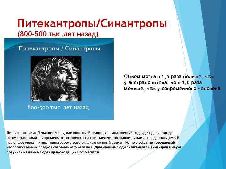 Питекантропы/Синантропы (800 -500 тыс. лет назад) Объем мозга в 1, 5 раза больше, чем