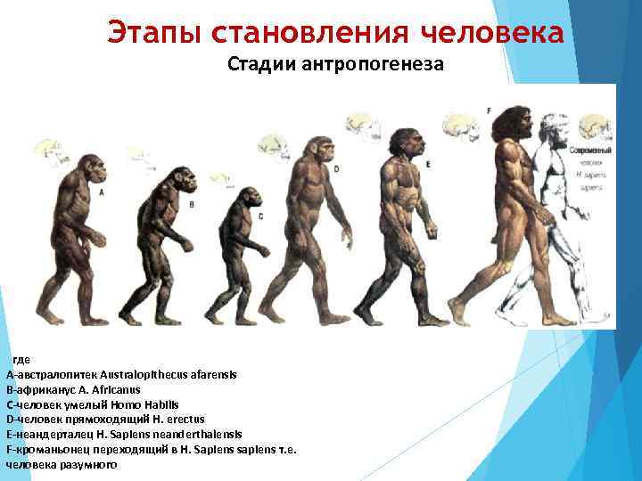 Этапы становления человека Стадии антропогенеза где А-австралопитек Australopithecus afarensis В-африканус А. Africanus С-человек умелый