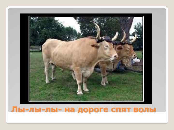 Лы-лы-лы- на дороге спят волы 