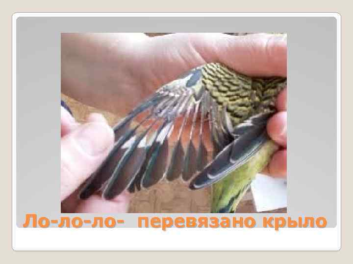Ло-ло-ло- перевязано крыло 