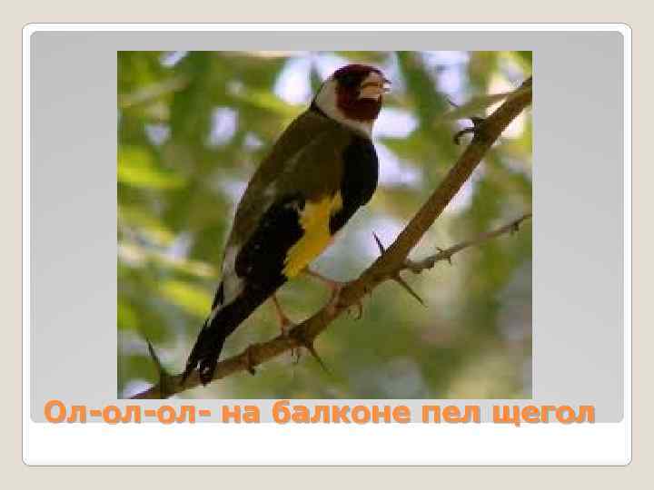 Ол-ол-ол- на балконе пел щегол 