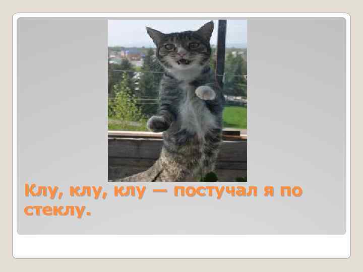 Клу, клу — постучал я по стеклу. 