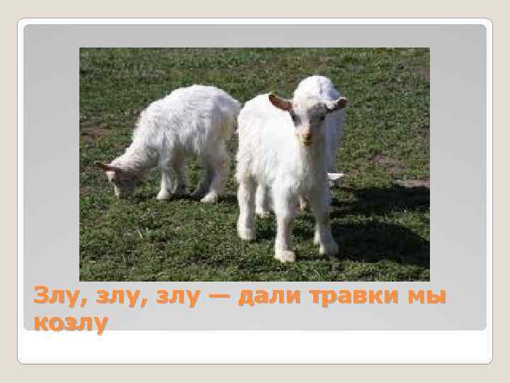 Злу, злу — дали травки мы козлу 