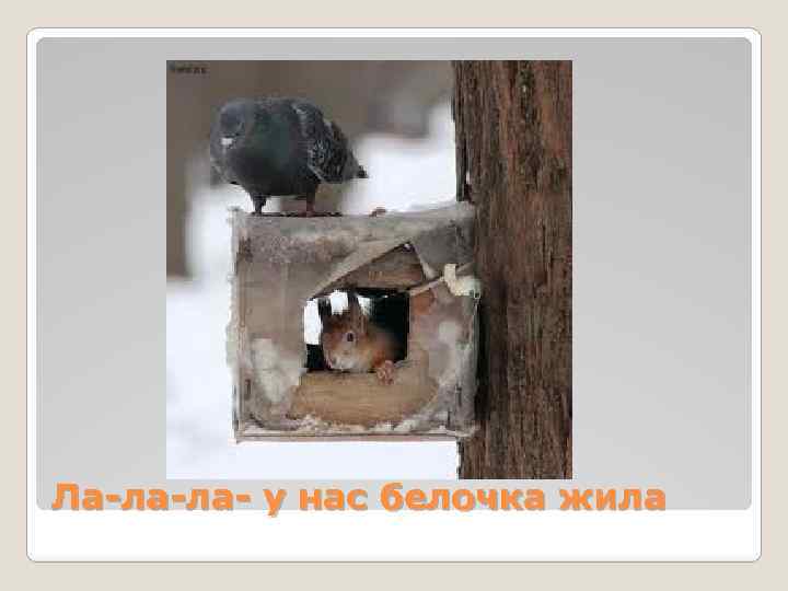 Ла-ла-ла- у нас белочка жила 