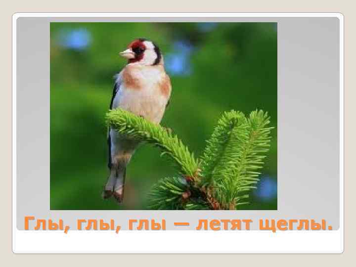 Глы, глы — летят щеглы. 