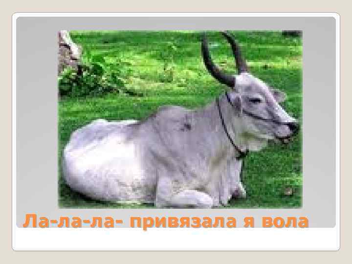 Ла-ла-ла- привязала я вола 