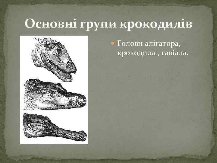 Основні групи крокодилів Голови алігатора, крокодила , гавіала. 