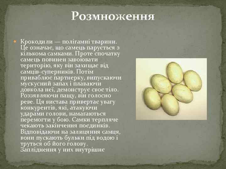 Розмноження Крокодили — полігамні тварини. Це означає, що самець парується з кількома самками. Проте