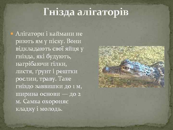 Гнізда алігаторів Алігатори і каймани не риють ям у піску. Вони відкладають свої яйця