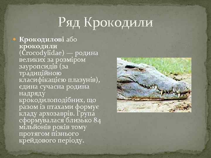 Ряд Крокодили Крокодилові або крокодили (Crocodylidae) — родина великих за розміром зауропсидів (за традиційною