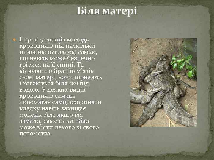 Біля матері Перші 5 тижнів молодь крокодилів під наскільки пильним наглядом самки, що навіть