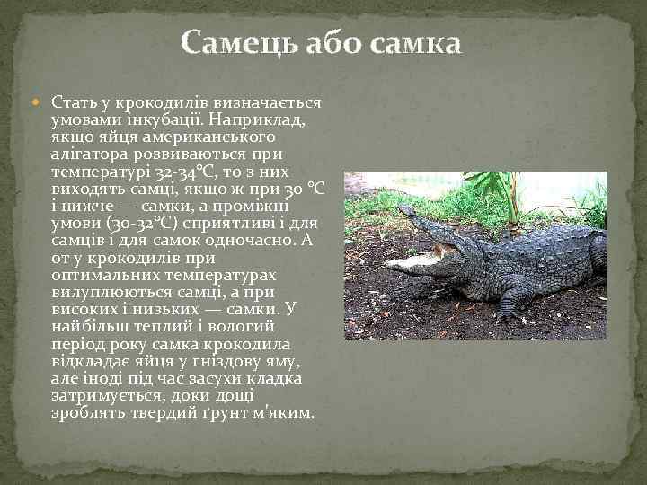 Самець або самка Стать у крокодилів визначається умовами інкубації. Наприклад, якщо яйця американського алігатора