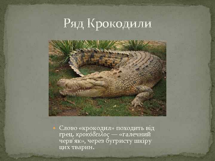 Ряд Крокодили Слово «крокодил» походить від грец. κροκόδειλος — «галечний черв'як» , через бугристу