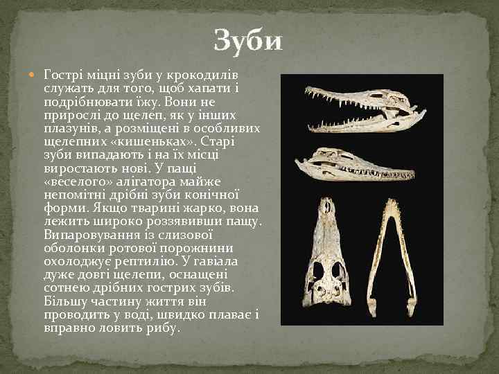Зуби Гострі міцні зуби у крокодилів служать для того, щоб хапати і подрібнювати їжу.