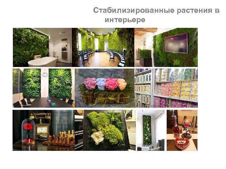 Стабилизированные растения в интерьере 