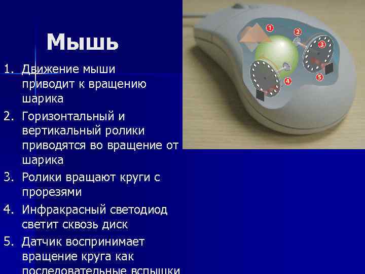 Мышь 1. Движение мыши приводит к вращению шарика 2. Горизонтальный и вертикальный ролики приводятся