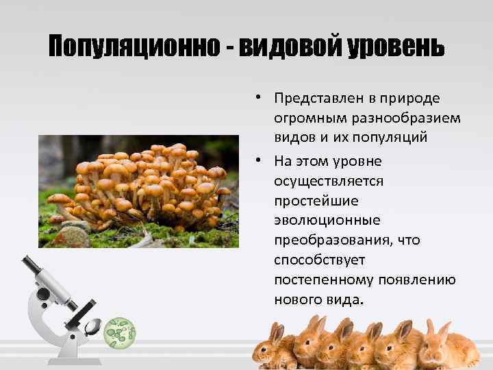 Популяционно - видовой уровень • Представлен в природе огромным разнообразием видов и их популяций