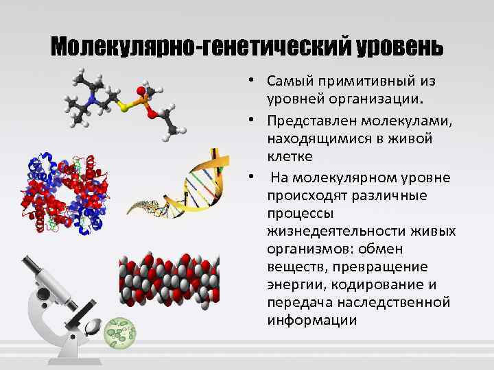 Молекулярный уровень организации живого