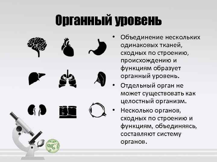 Органный уровень • Объединение нескольких одинаковых тканей, сходных по строению, происхождению и функциям образует