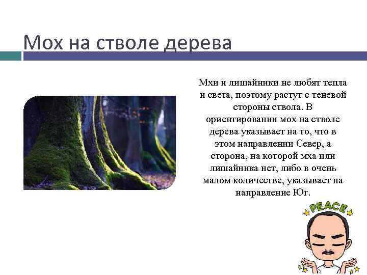 Мох на стволе дерева Мхи и лишайники не любят тепла и света, поэтому растут