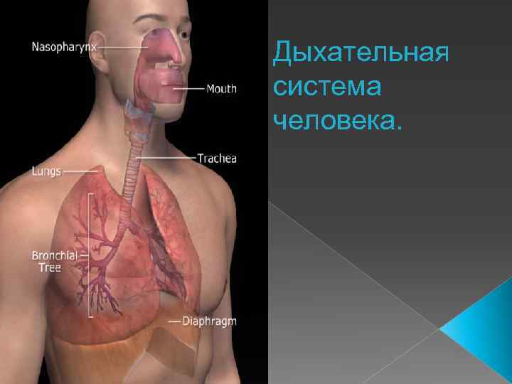 Дыхательная система человека. 