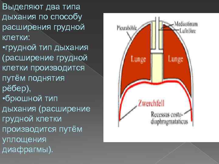 Выделяют два типа дыхания по способу расширения грудной клетки: • грудной тип дыхания (расширение