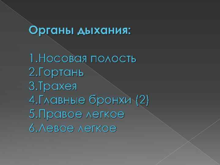 Органы дыхания: 1. Носовая полость 2. Гортань 3. Трахея 4. Главные бронхи (2) 5.