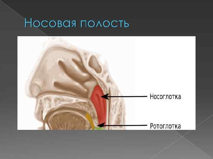 Носовая полость 