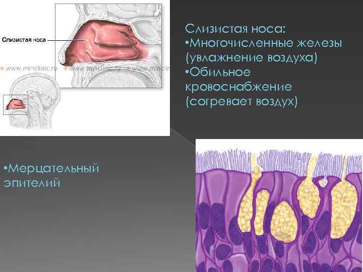 Слизистая носа: • Многочисленные железы (увлажнение воздуха) • Обильное кровоснабжение (согревает воздух) • Мерцательный