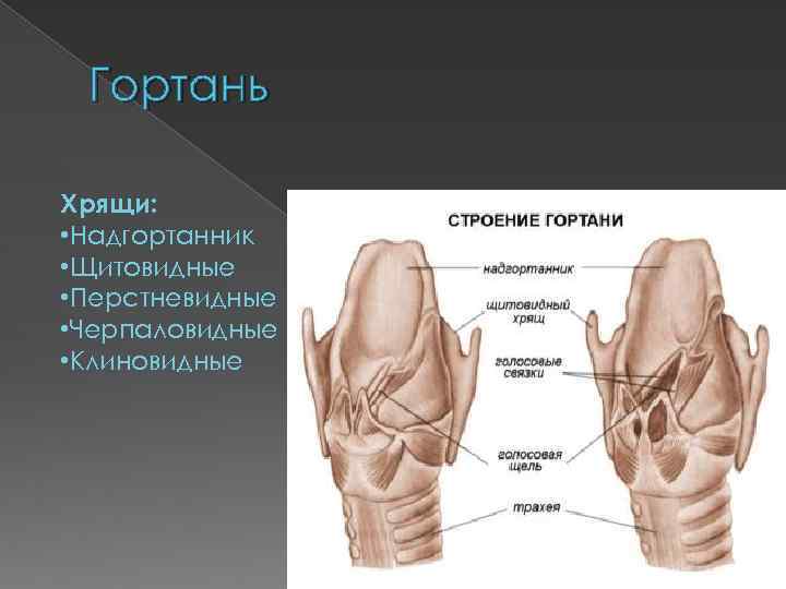 Гортань Хрящи: • Надгортанник • Щитовидные • Перстневидные • Черпаловидные • Клиновидные 