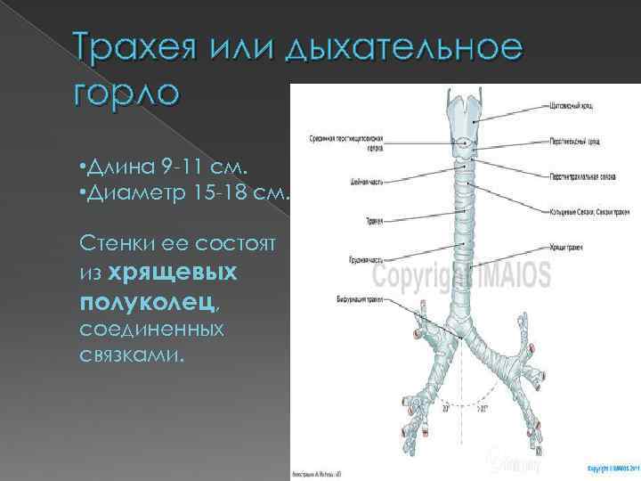 Трахея или дыхательное горло • Длина 9 -11 см. • Диаметр 15 -18 см.