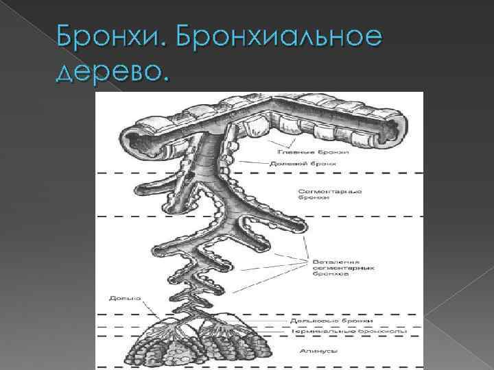 Бронхиальное дерево. 